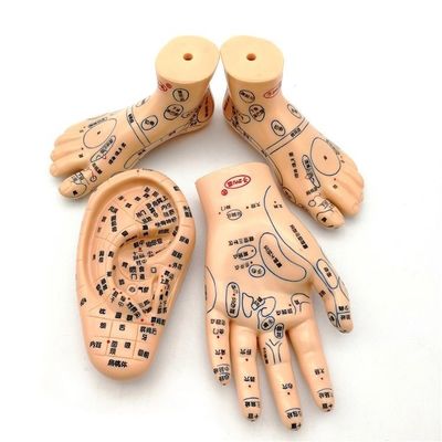Medicina china Acupuntura Masaje Mano Pie Oreja Modelo Tamaño Modelos educativos Equipo esencial
