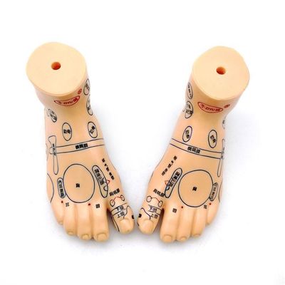 Medicina china Acupuntura Masaje Mano Pie Oreja Modelo Tamaño Modelos educativos Equipo esencial