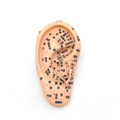 Medicina china Acupuntura Masaje Mano Pie Oreja Modelo Tamaño Modelos educativos Equipo esencial