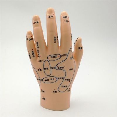 Medicina china Acupuntura Masaje Mano Pie Oreja Modelo Tamaño Modelos educativos Equipo esencial