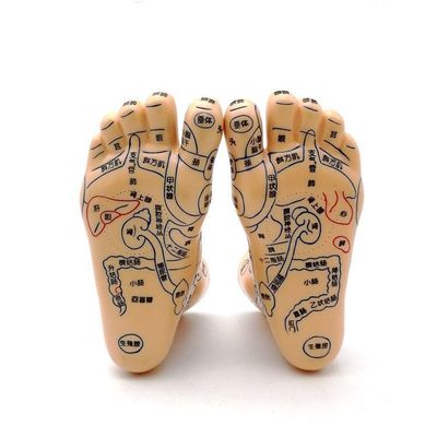 Medicina china Acupuntura Masaje Mano Pie Oreja Modelo Tamaño Modelos educativos Equipo esencial